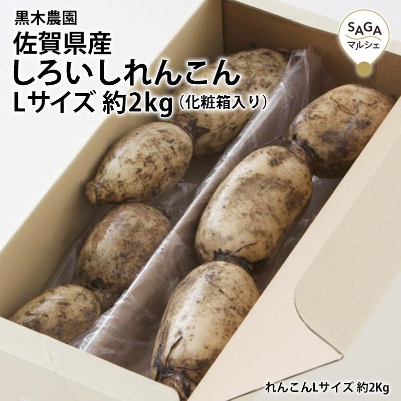 佐賀県産 しろいしれんこん Lサイズ化粧箱入り レンコン 蓮根 佐賀 野菜 やさい 根野菜｜sagamarche