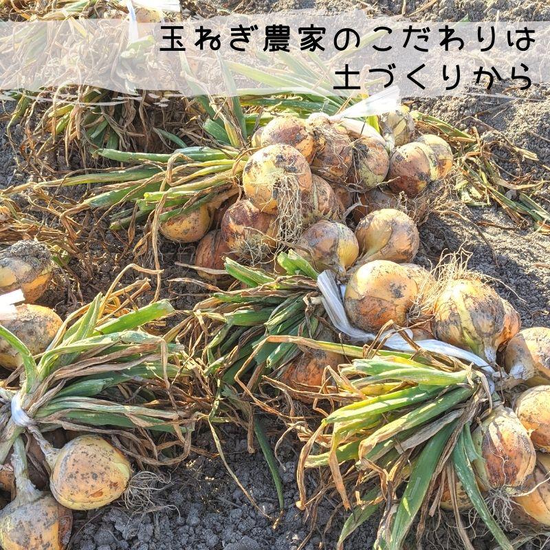 直送】白石町産 玉葱農家のこだわり中生玉ねぎ 5Kg 九州 お取り寄せ  