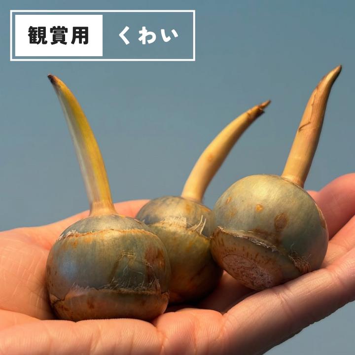 水草・観賞用に 鳥取県産 種芋から育てるくわい 5個セット 水瓶や水槽、ビオトープで水耕栽培 水生植物 クワイ 燕尾草 慈姑 国産（Yahoo!・SAHARA）
