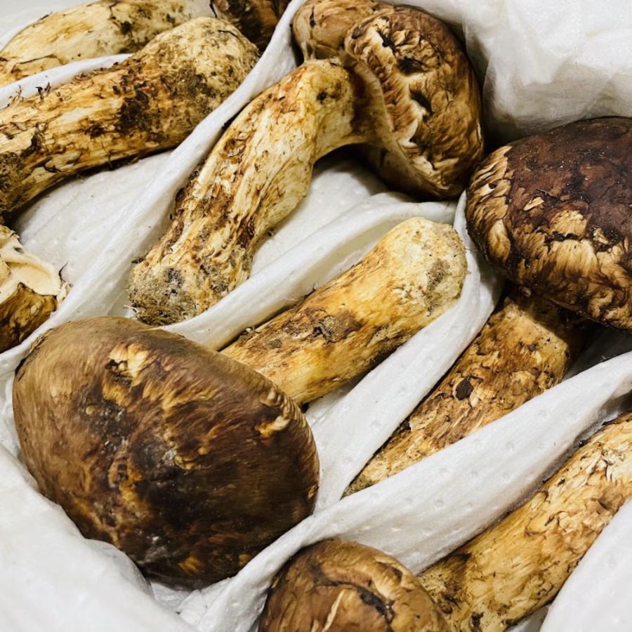 生鮮松茸 【中つぼみ】1kg 2026 中国産 秋の味覚 生松茸 贈り物