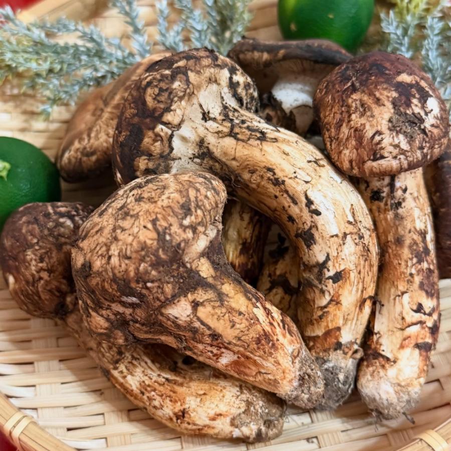生鮮松茸 【中つぼみ】1kg 2026 中国産 秋の味覚 生松茸 贈り物