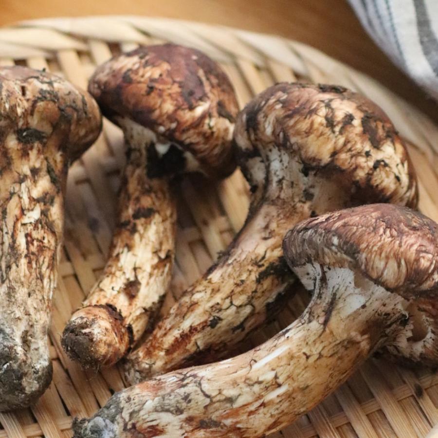生鮮松茸 【中つぼみ】1kg 2026 中国産 秋の味覚 生松茸 贈り物