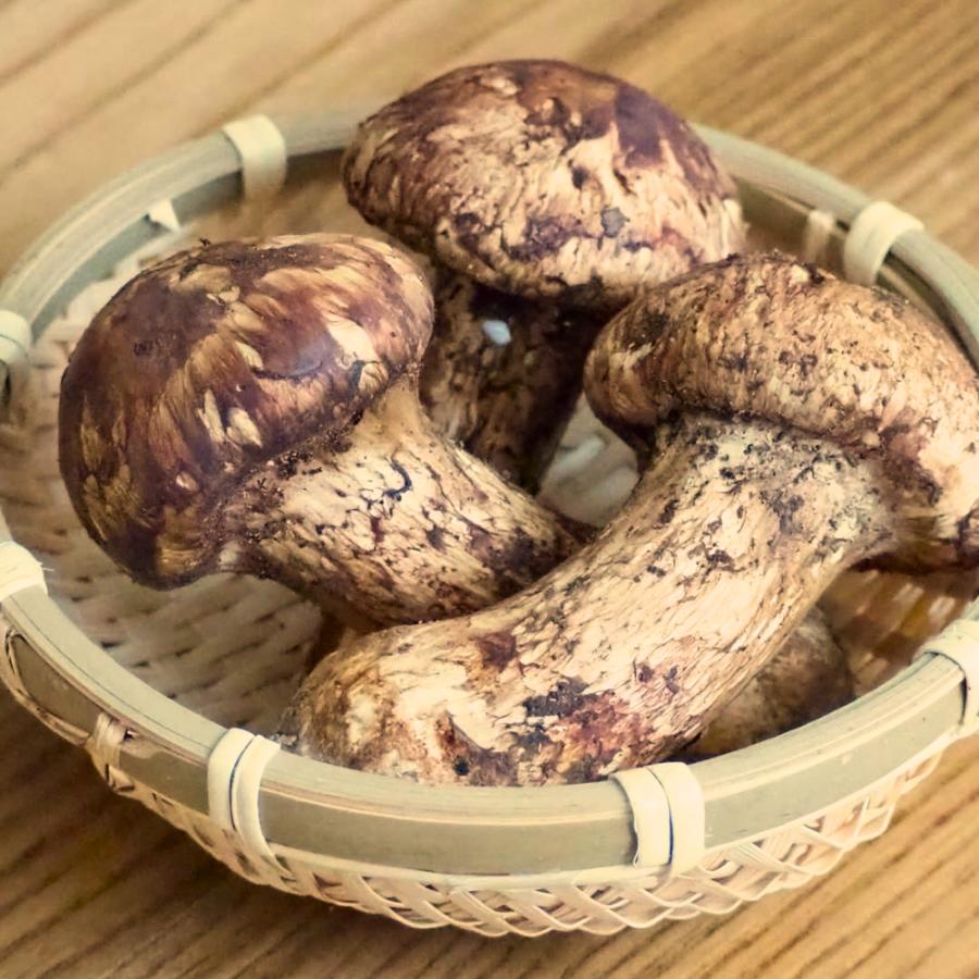 生鮮松茸 【中つぼみ】1kg 2026 中国産 秋の味覚 生松茸 贈り物