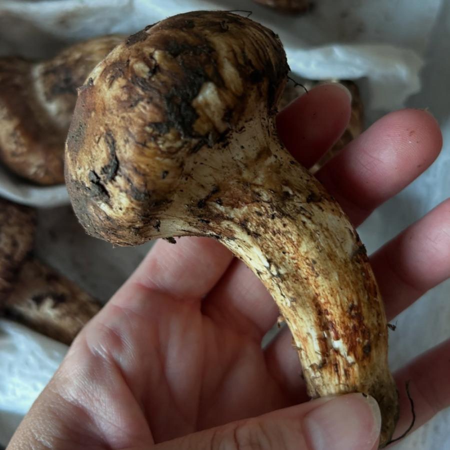 生鮮松茸 【中つぼみ】1kg 2026 中国産 秋の味覚 生松茸 贈り物