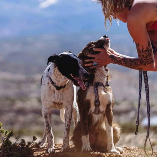 WOLFGANG ウルフギャング ハーネス Mountain WOLFGANG（ウルフギャング） ウルフマウンテンハーネス M : ドッグ