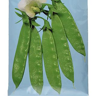 サヤエンドウ商品 楽天市場】絹さやえんどうの通販