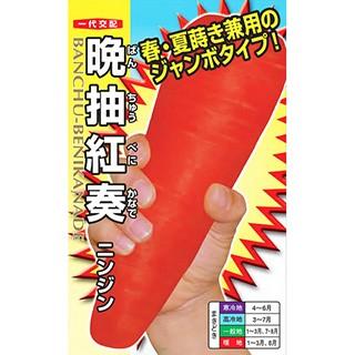 ニンジンの種 晩抽紅奏 2dl ( 野菜の種 )