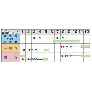 ブロッコリーの種 ブロッコリー 種 おはよう ペレット5000粒 ( 野菜の