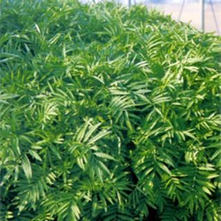 緑肥の種 マリゴールド　エバーグリーン 100g