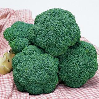 保障できる ブロッコリーの種 ブロッコリーの種 トップギア L5千粒 野菜の種 高知インター店 Vinylspotnyc Com