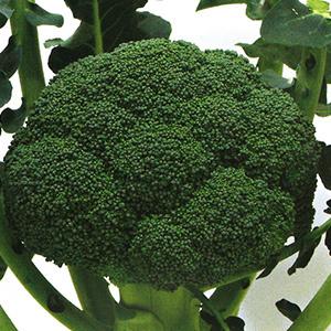 ブロッコリーの種 ファイター ペレット5千粒