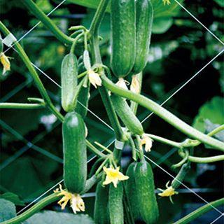 キュウリの種 ドカナリ千成 小袋 ( 野菜の種 )（Yahoo!・菜園くらぶ Yahoo!店）