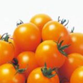 世界的に トマトの種 シンディーオレンジ（中玉） 1000粒 ( 野菜の種 ) 果菜