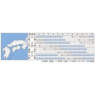 トマトの種 ミニトマト 千果99 小袋(12粒)｜saien-club｜02