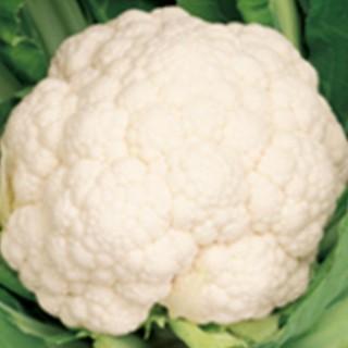 カリフラワーの種 ホワイトキャンディ ペレット5千粒 ( 野菜の種 )