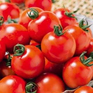 ミニトマトの種  千果９９  1000粒 ( 野菜の種 )