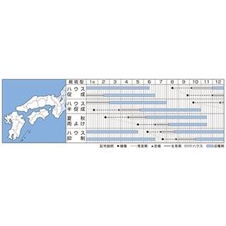 ミニトマトの種  千果９９  1000粒 ( 野菜の種 )_1
