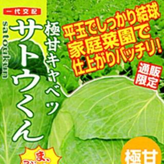 キャベツの種 サトウくん コート5千粒 ( 野菜の種 )