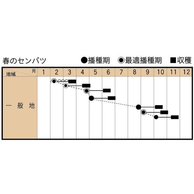 コマツナの種 春のセンバツ 2dl ( 野菜の種 ) : 菜園くらぶ Yahoo!店