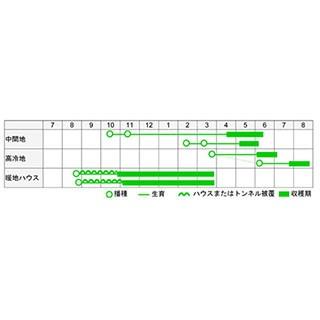 スナップえんどう 種 豊姫 1L ( 野菜の種 )の画像