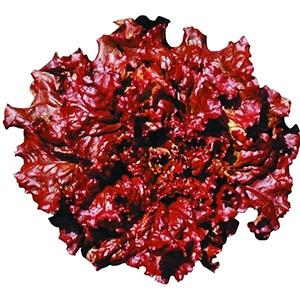 【公式】 やわらか菜　の種 レタス　ルージュ コート5千粒 【E1842540201】(10890円)