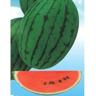 スイカの種  飛紅船ラルク  200粒 ( 野菜の種 )