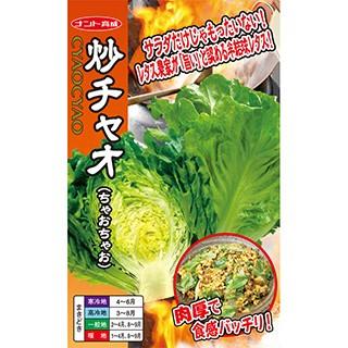 レタスの種 炒チャオ（ちゃおちゃお） コート1000粒 ( 野菜の種 )｜saien-club