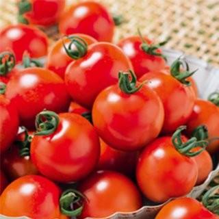ミニトマトの種  千果９９  ペレット1000粒 ( 野菜の種 )
