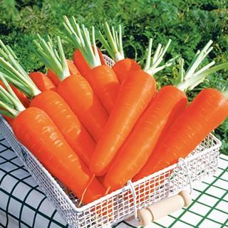 人参の種 陽明五寸 2dl ( 野菜の種 )