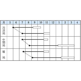 人参の種 陽明五寸 2dl ( 野菜の種 )の画像