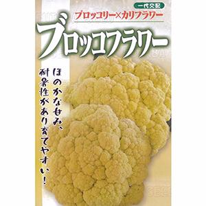 カリフラワーの種 ブロッコフラワー 1 2ml 菜園くらぶ Yahoo 店 通販 Yahoo ショッピング
