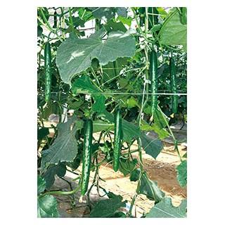 宅送 キュウリの種 クラージュ2 350粒 野菜の種 オープニング大放出セール Www Tiebreak Fr