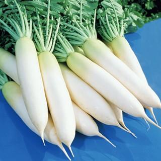 大根の種 耐病総太り 1L ( 野菜の種 )