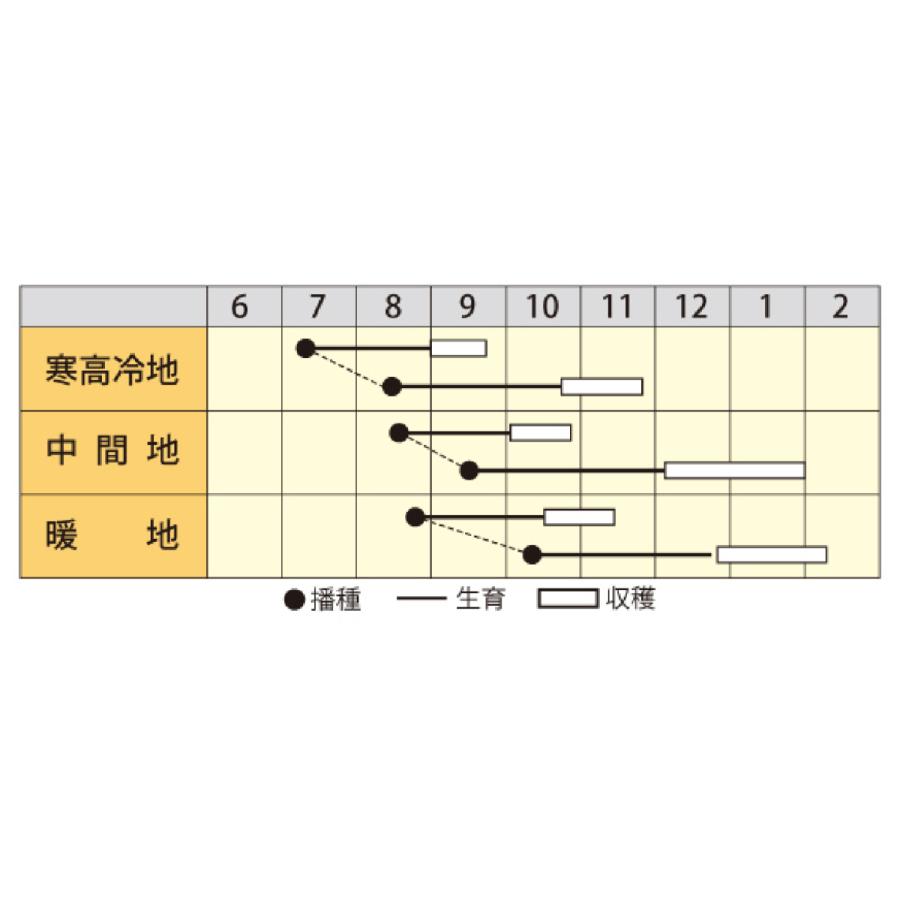ダイコンの種 YR味づくり 2dlの画像
