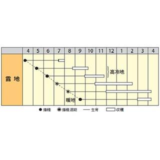 ニンジンの種 冬輝五寸 2dl ( 野菜の種 )の画像