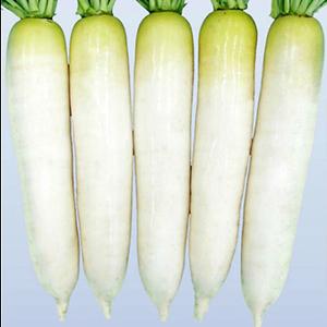ダイコンの種 八重の砦 8000粒