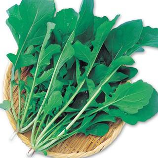 ルッコラの種 ロケットサラダ 10ml ( 野菜の種 ) : 菜園くらぶ Yahoo
