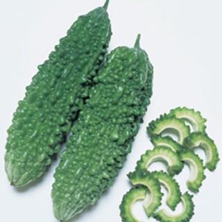 ニガウリ、ゴーヤの種 島さんご 1L ( 野菜の種 )