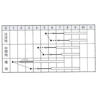 ニガウリ、ゴーヤの種 島さんご 1L ( 野菜の種 ) 