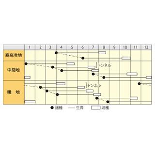 ニンジンの種 紅映二号 2dl缶 ( 野菜の種 )の画像