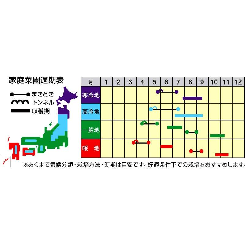 ダイコンの種 夏の砦 ペレット5千粒（3L） ( 野菜の種 )の画像
