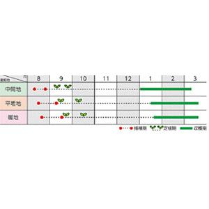 ブロッコリーの種 ともえ ペレット5千粒 