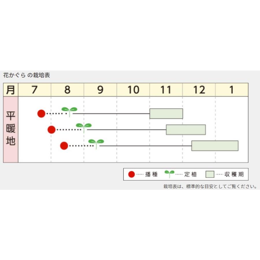 キャベツの種 花かぐら コートL5千粒の画像