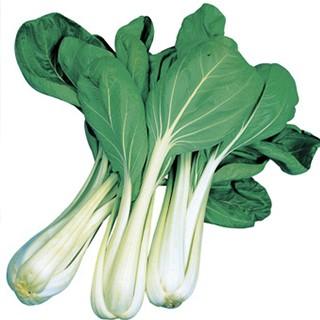 葉菜の種 雪白体菜 1L ( 野菜の種 )