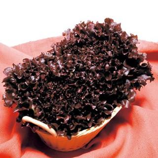 リーフレタスの種 ワインドレス ペレット 5000粒 ( 野菜の種 )