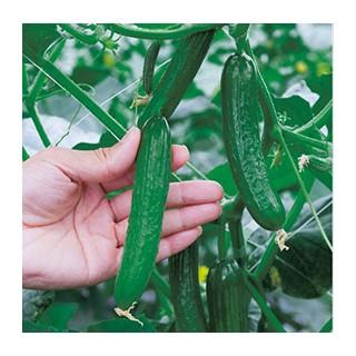 キュウリの種 ミニキュウリ ポリッキュー Df 8粒 野菜の種 菜園くらぶ Yahoo 店 通販 Yahoo ショッピング