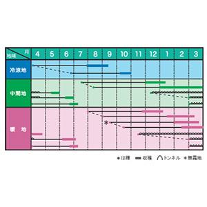 ニンジンの種 エマ ペレット1万粒 【楽天市場】ニンジン 種 愛紅 【コート 10000粒】 (1万粒) 住化農業資材 種 野菜 プロ向け 農家 セレクト にんじん 人参 ペレット 種  苗 野菜 タネ プロ向け 家庭菜園 たね 畑 種まき おいしい 畑仕事 送料無料 自然栽培野菜 種子 サラダ 野菜種子 キット 野菜種 ...