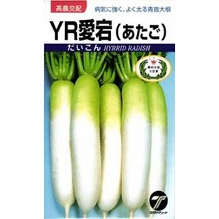 MYN8XF8CICK