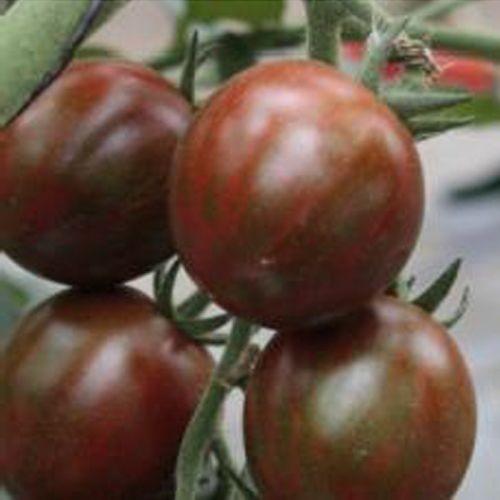 ミニトマトの種 ブラッディタイガー 100粒 ( 野菜の種 )