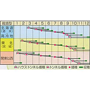 コマツナの種 ちぢみこまつ菜 小袋|saien-club|02